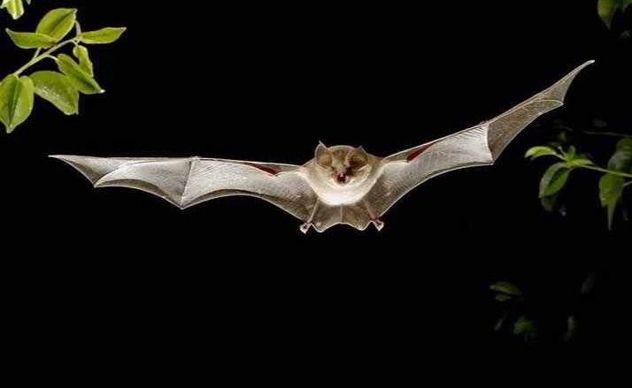 sognare-pipistrello