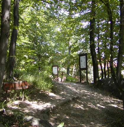rea_bosco_di_latifoglie
